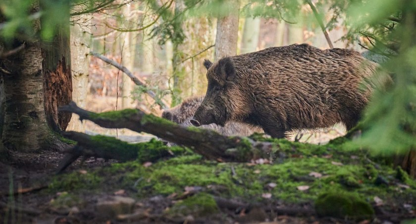 Idą do lasu i wyrzucają jedzenie. Dla dzików to pokusa [LIST OD CZYTELNIKA]