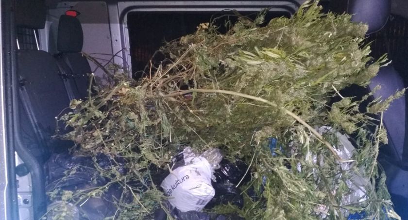 Ponad 12,5 kg marihuany ukrywał w piwnicy [ZDJĘCIA]