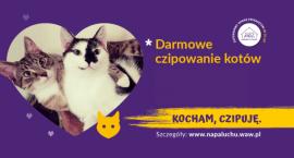 W Rembertowie odbędzie się akcja darmowego czipowania kotów