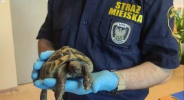 Żółw-podróżnik w centrum Rembertowa