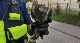 Młoda pustułka zagubiona na jednej z posesji w Rembertowie