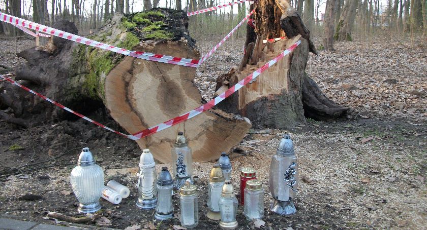 Zmarła 12-latka przygnieciona drzewem