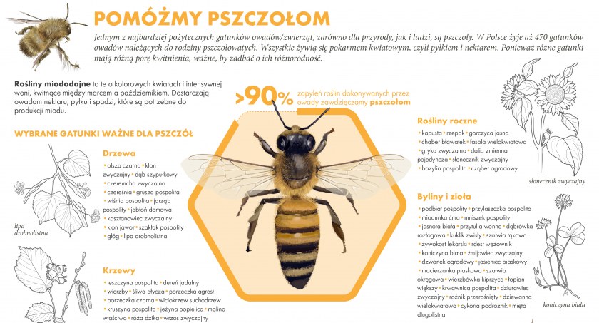 Pszczoły pracują na nas wszystkich