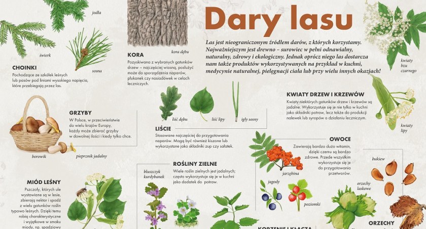 Zioła wielkim darem lasu