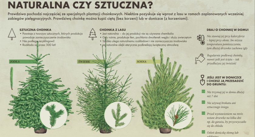 Dlaczego naturalna choinka?