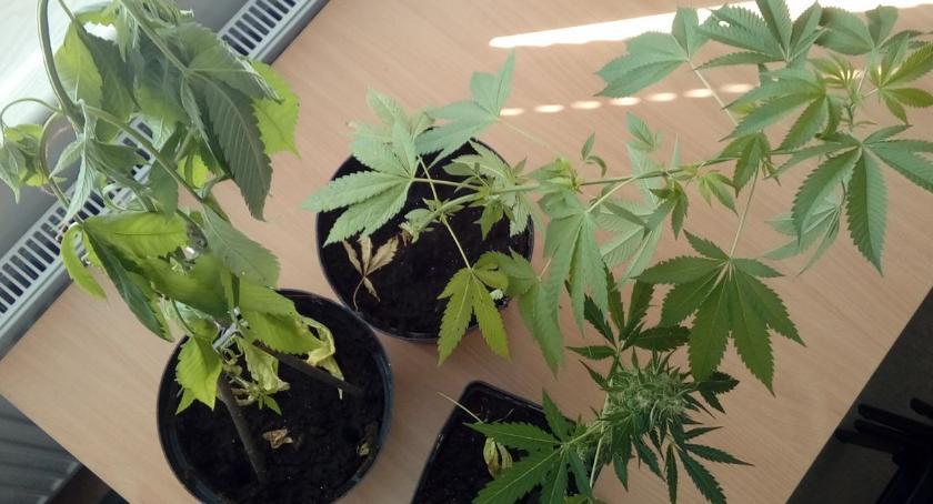 Nielegalna plantacja w domowym zaciszu