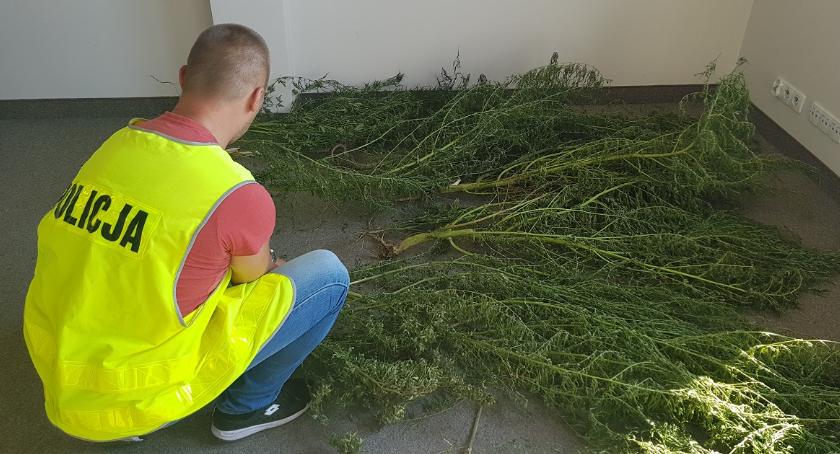 W przydomowym ogródku uprawiał konopie