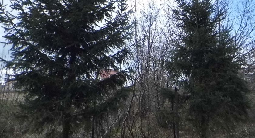 Nie wchodź do lasu
