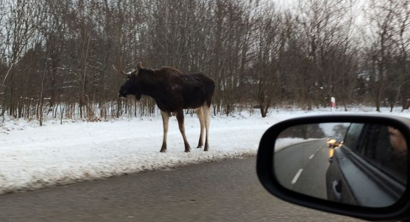 Łosie na bemowskich drogach