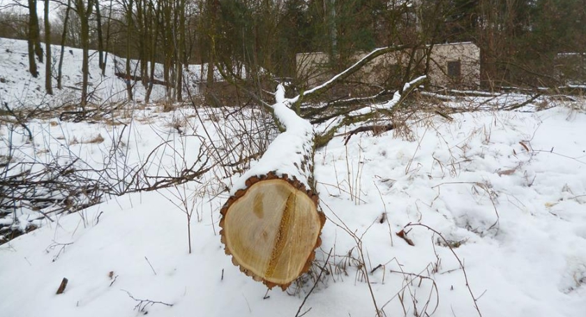 Co z ta wycinką na ul.Grotowskiej?