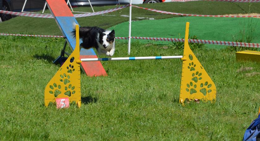 III Sportowy Piknik z Psem – Pies na Medal