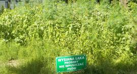 Hodowla czy botaniczny ewenement? Łąka konopi na Bemowie