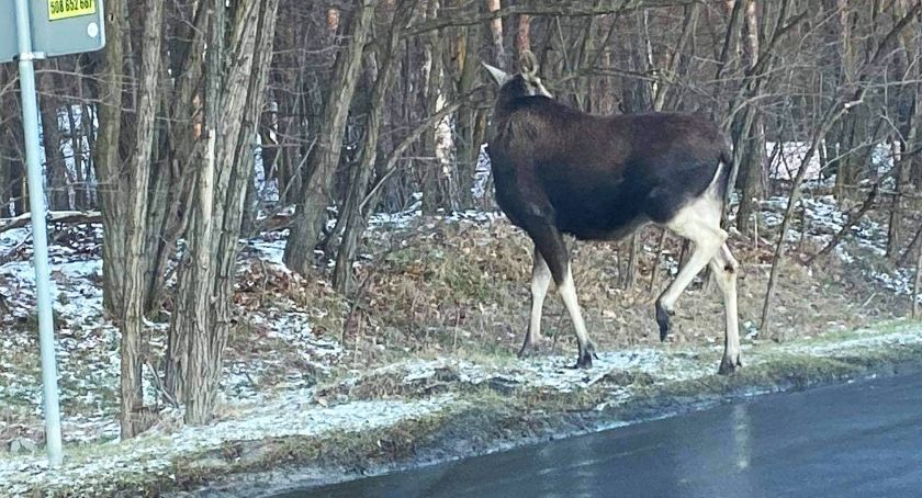 Lasy Miejskie apelują: Nie spuszczajmy psów ze smyczy w Lesie Młociny!