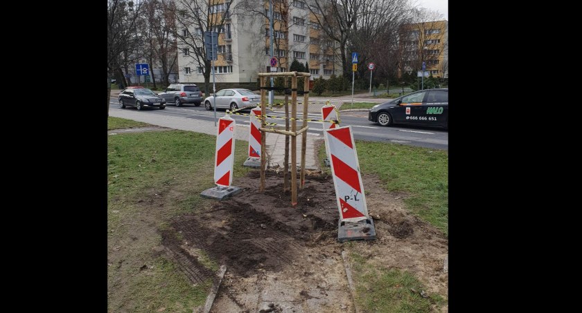 Osobliwe miejsce zasadzenia drzewa