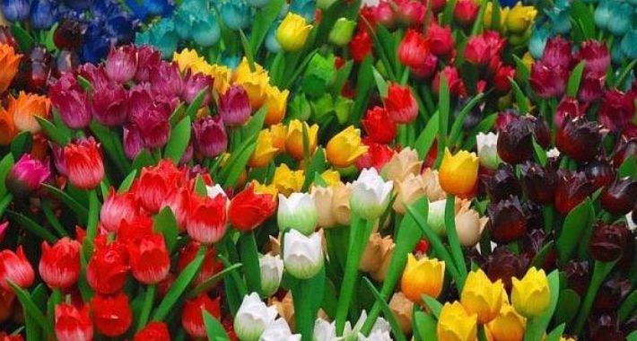 Dzień Tulipana na Bielanach