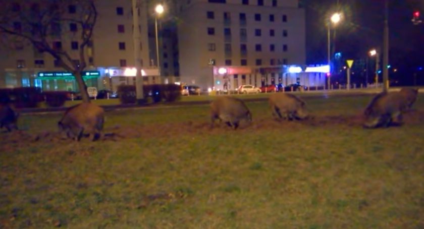 Safari w Warszawie. Dziki grasują przy metrze Młociny [FILM]
