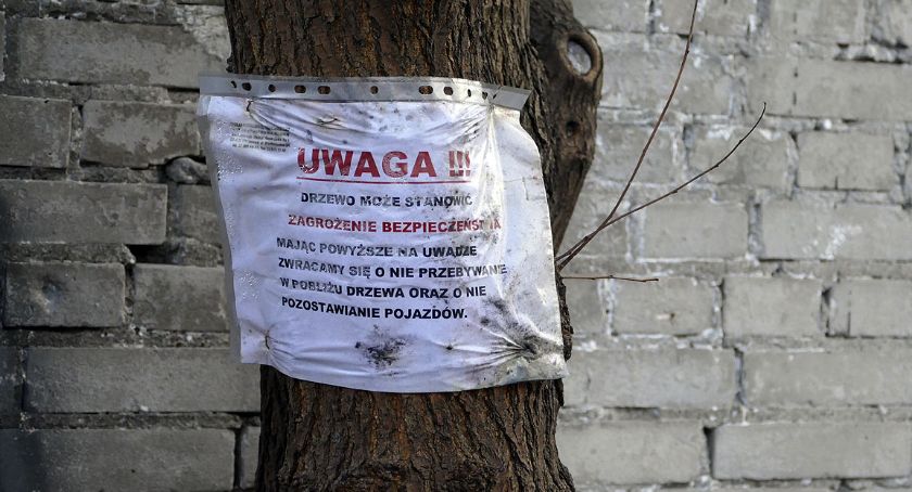Uwaga na drzewa