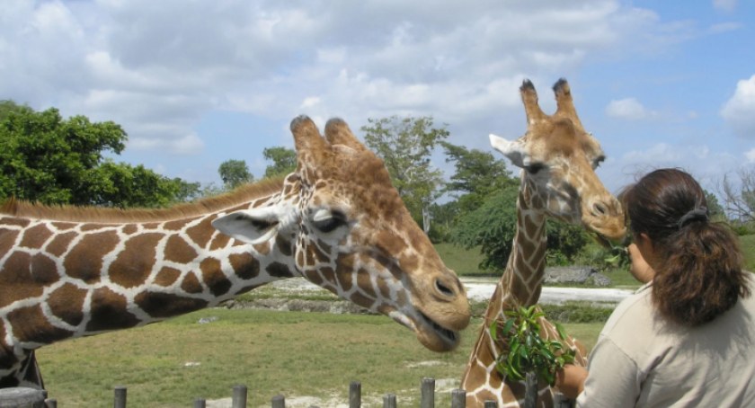 Bezpłatne wtorki w ZOO dla emerytów i rencistów