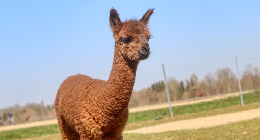 Warszawskie Zoo poszukuje imienia dla nowo narodzonej alpaki. Masz pomysł?