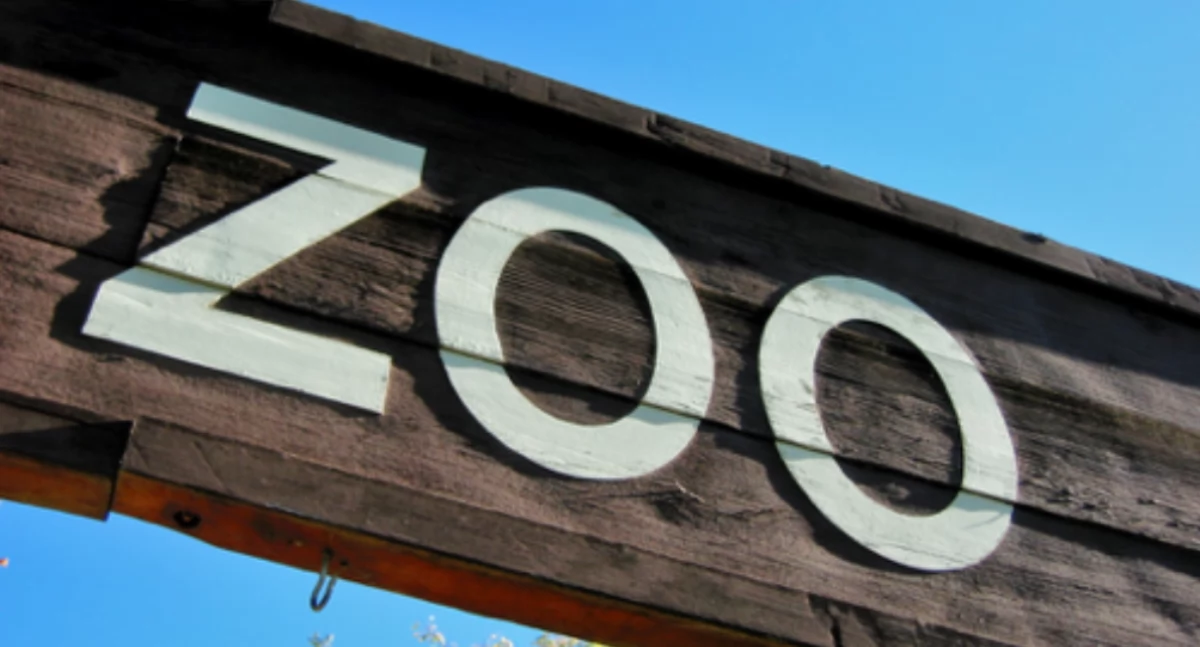 Nowy Mieszkaniec Pragi Północ: Kazuar Hełmiasty w Warszawskim Zoo