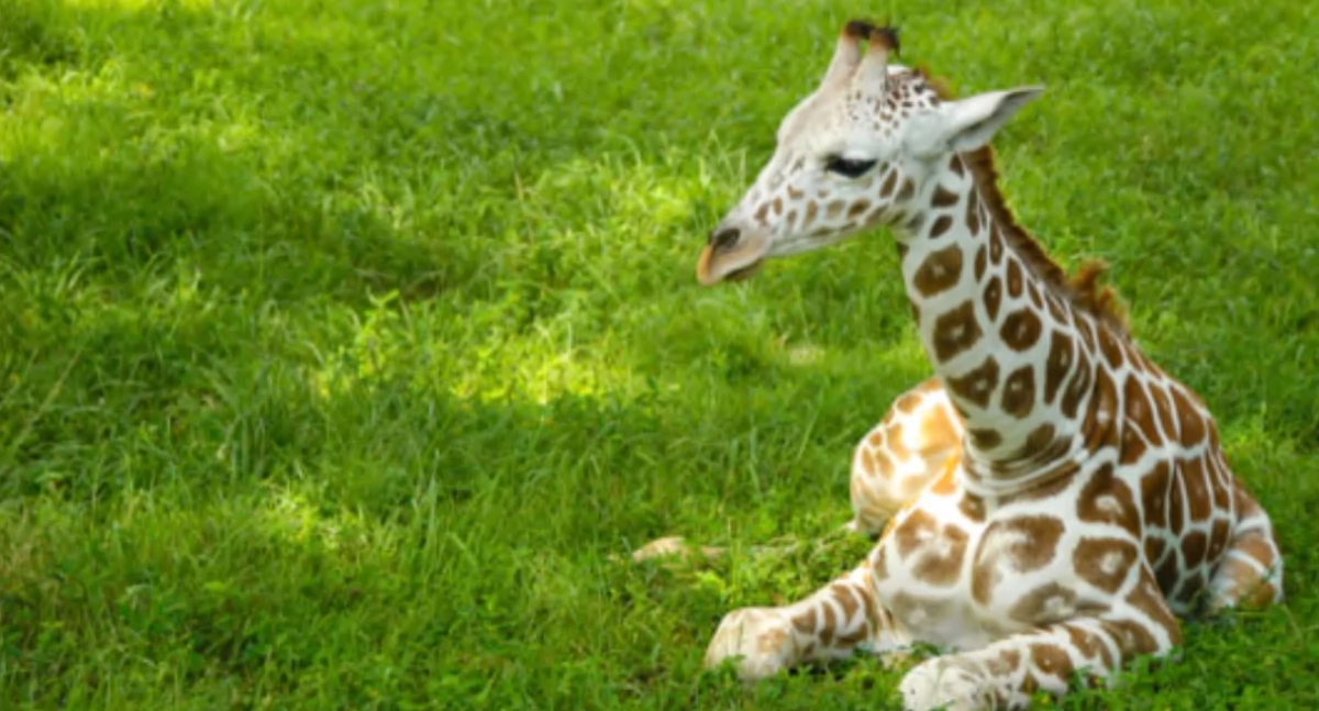 Nowy Maluch w Warszawskim ZOO: Żyrafa Rothschilda Zyskuje Brata!