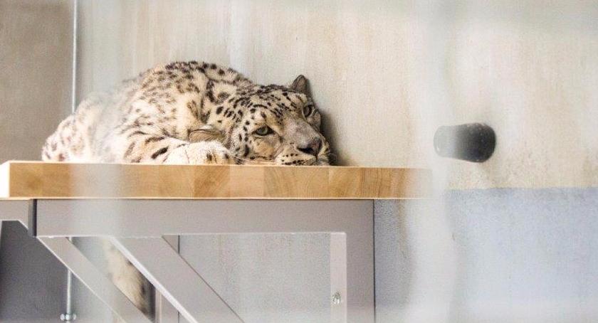 Pantery śnieżne ponownie w warszawskim zoo