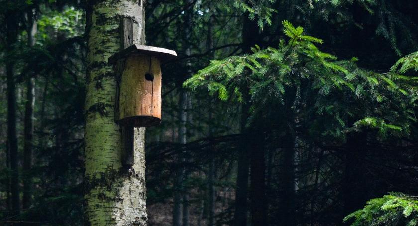 Piknik ekologiczny „Budki dla ptaków – Eko Miasto” [PROGRAM]