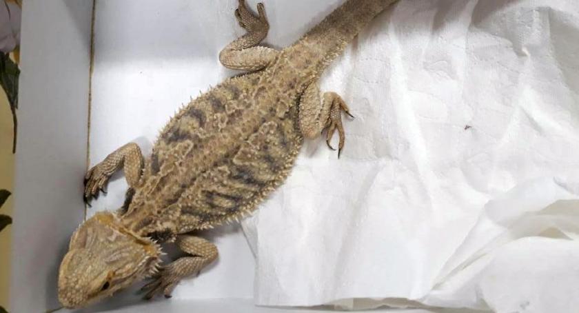 Mieszkanka Pragi na spacerze natrafiła na 30 cm agamę