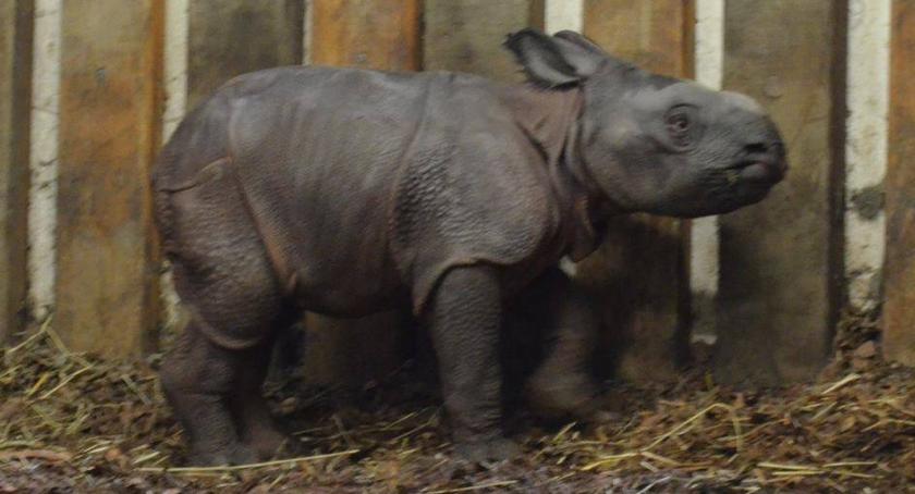 W ZOO na świat przyszedł mały nosorożec