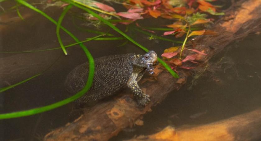 Żółwie błotne z ZOO dzisiaj trafią na wolność