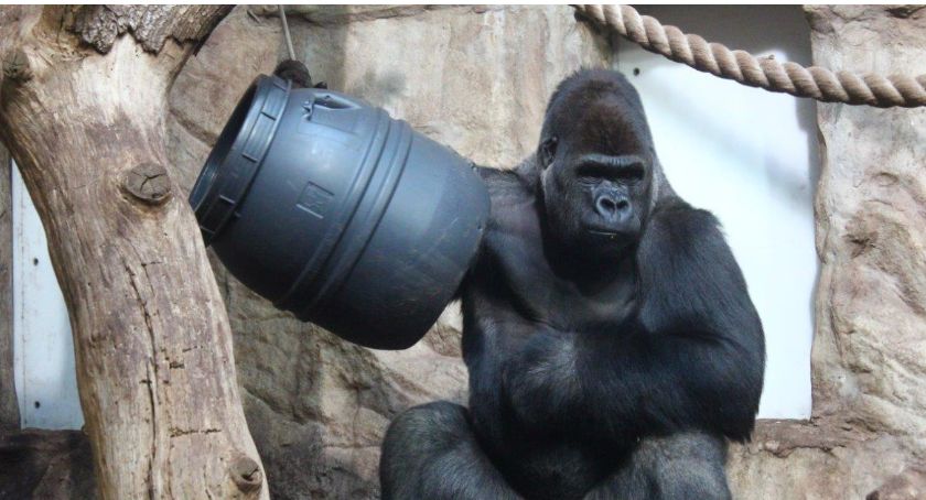 Zabawy zwierząt, czyli karnawał w ZOO