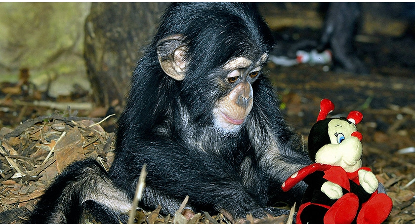 Masz i nie potrzebujesz? Przynieś do zoo!