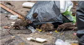 Plaga szczurów na Pradze. Burmistrz wypowiedziała wojnę