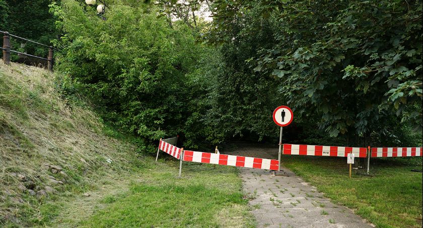 Drzewo przy ulicy Oboźnej