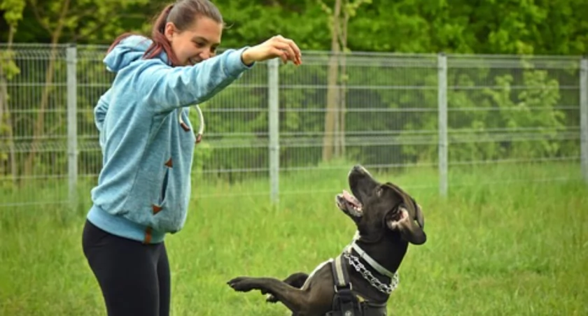 Mieszkańcy chcą wybiegu dla psów w Parku Mirowskim