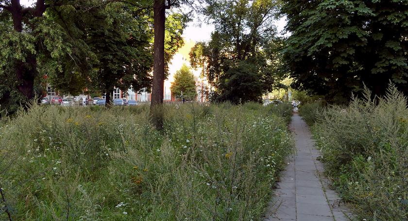 Drzewo z ulicy Traugutta
