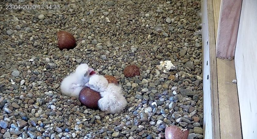 Na 42 piętrze PKiN wykluły się sokoły