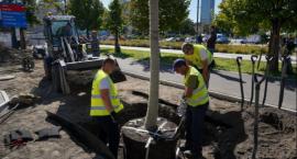 Zielone Centrum Warszawy: projekt zasadzenia nowych drzew
