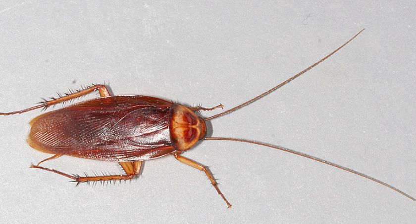 Mieszkańcy Ursynowa walczą - plaga prusaków