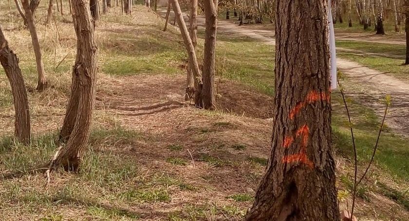Znikną drzewa z ul. Jana Rodowicza Anody i nie tylko [ZDJĘCIA]