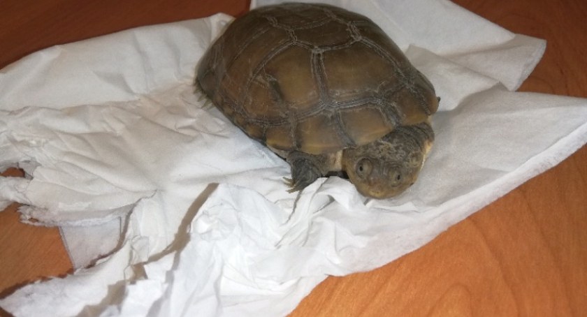 Żółw przysnął sobie na trawie. Trzeba było się nim zająć [ZDJĘCIA]