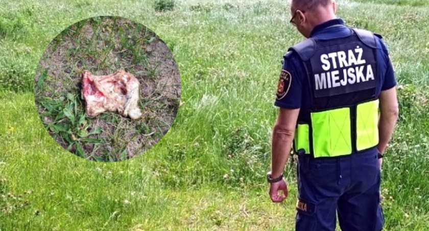 Dziwne mięso na trawie. Nie rozrzucajcie jedzenia dla obcych psów! 