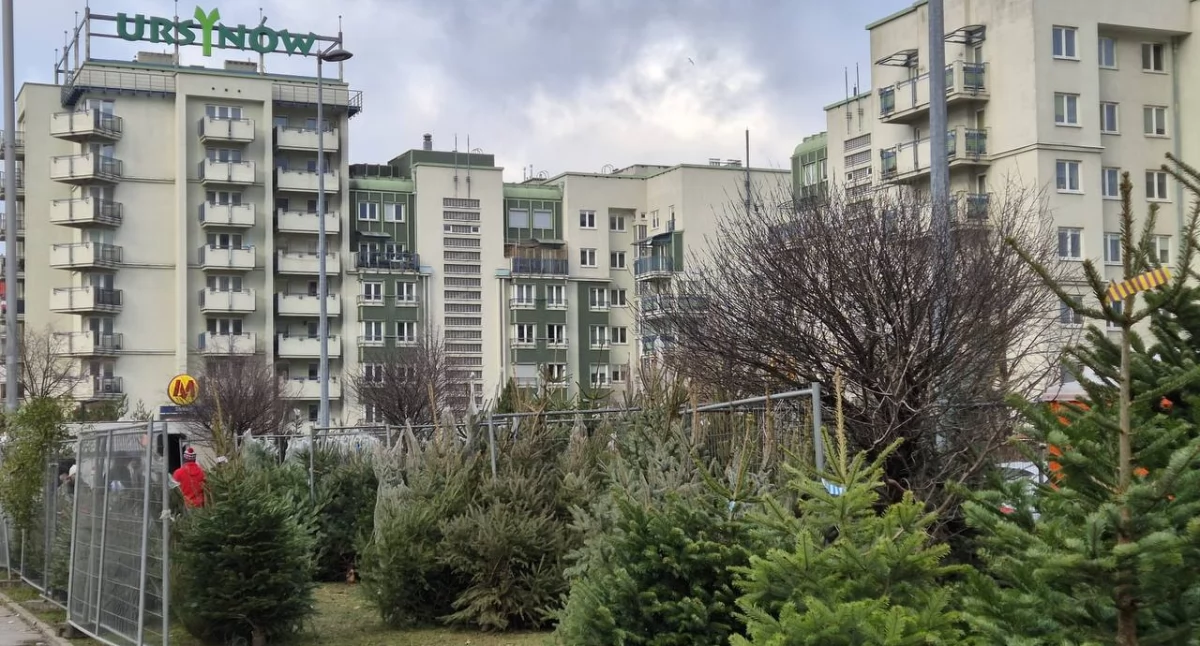 Ile kosztują choinki na Ursynowie i gdzie kupić najlepsze?