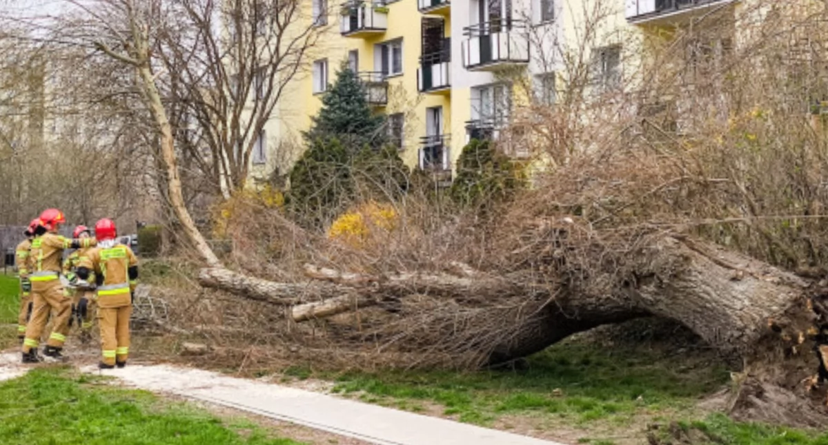 Niewielki krok do tragedii! Wielkie drzewo przewróciło się na chodnik