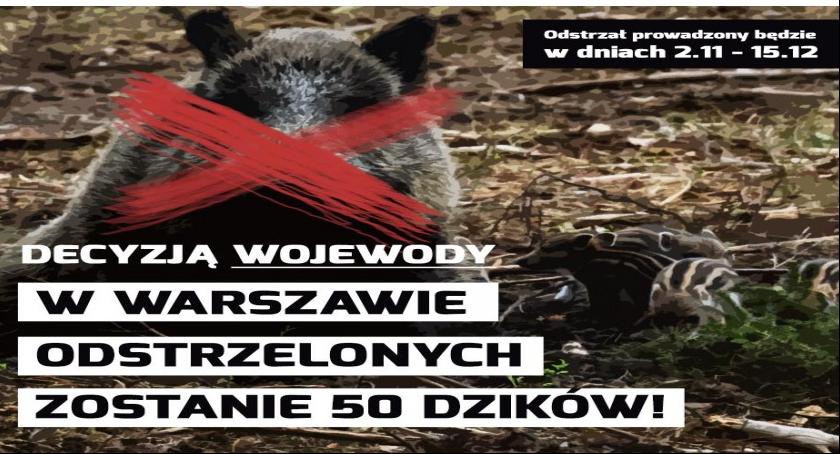 Odstrzał dzików na Ursynowie