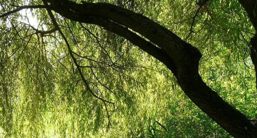Ratunkiem dla wierzby z Wiolinowej może być uczynienie z niej pomnika przyrody