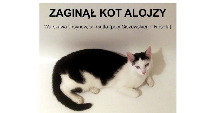 Szukamy kotka!