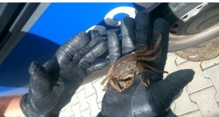 Porzucony na przystanku krab trafił do stołecznego ZOO