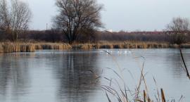 Jezioro Grabowskie - warto nad nim popracować 