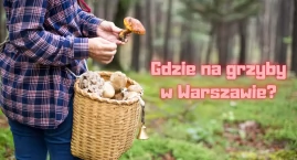 Grzybobranie na Ursynowie - Gdzie na grzyby w okolic…